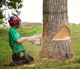 Abattage d'arbres 92